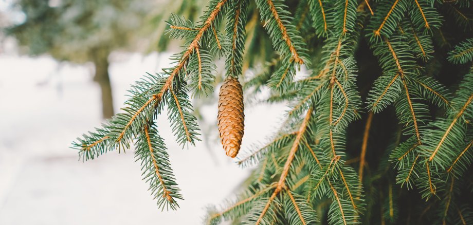 A close view of a pine cone hanging from a lush green branch in a forest