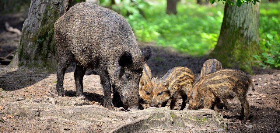 Wild boar family with striped piglets in the forest